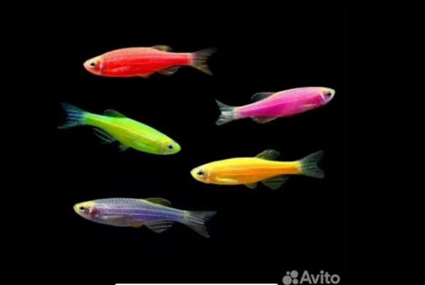Аквариумные рыбки в Москве фото 10