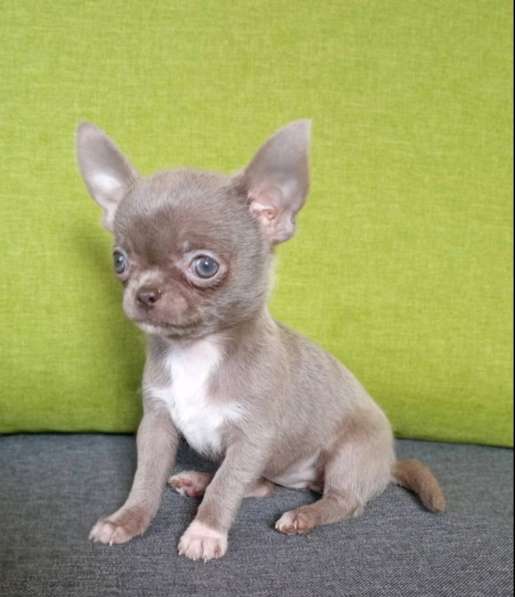 Chihuahua. Lilac micro girl в 