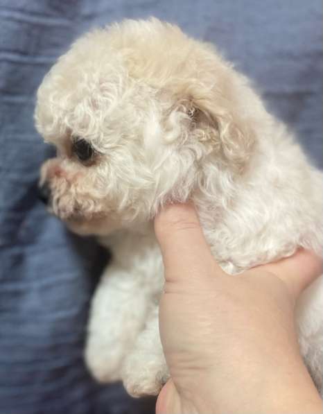 Мальтипу девочка