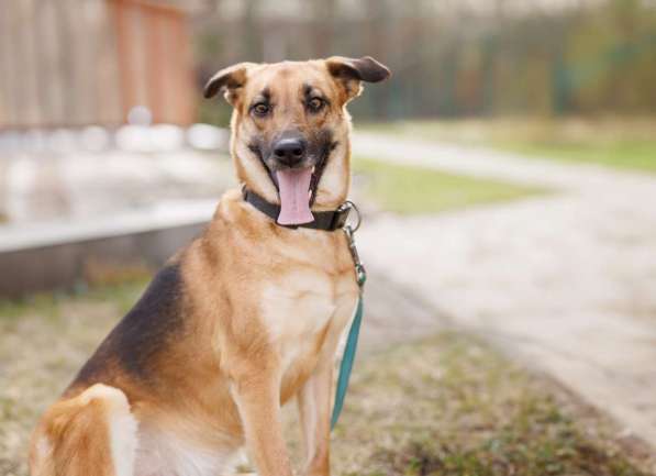 Спасите собаку Лекси, очень срочно нужен дом в фото 7