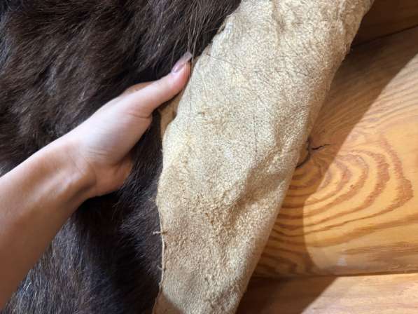 Шкура медведя натуральная в Ижевске фото 3