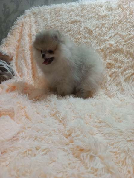 Pomeranian spitz. Mini boy's в фото 5