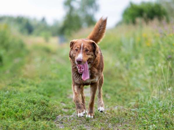 Молодой весёлый Барни в добрые руки! в Москве фото 4
