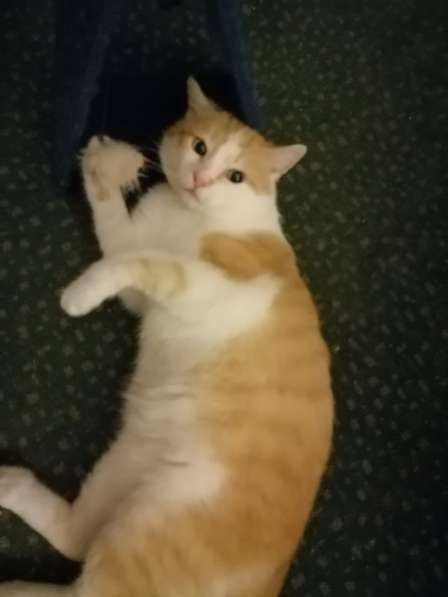 Красивый, мягонький и ручной котик в Санкт-Петербурге фото 6