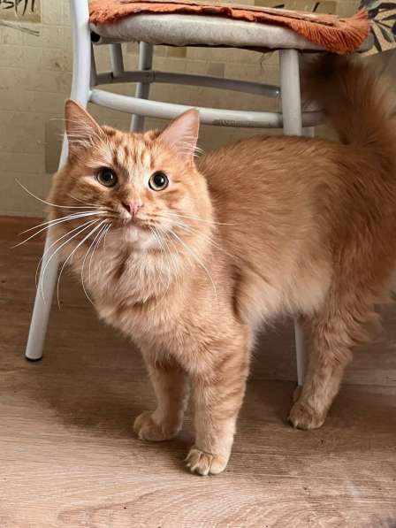 Рыжий кот Маркиз в добрые руки