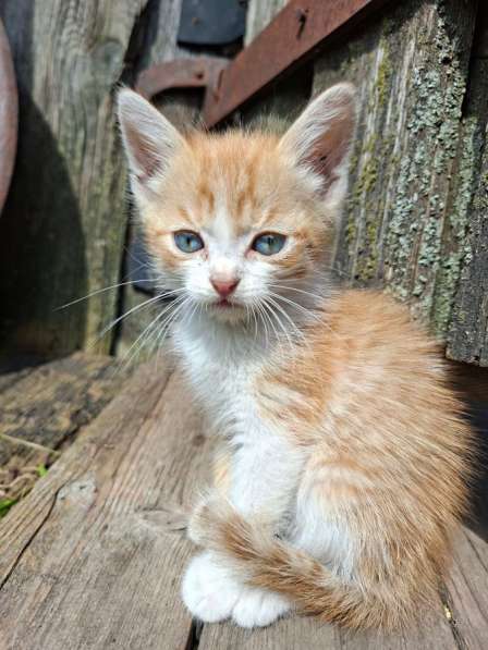 Котята в Тюмени фото 3