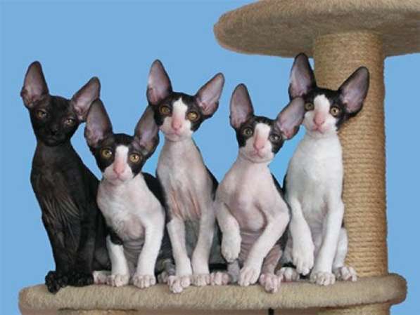 Кудрявые котята Корниш рекс в фото 6