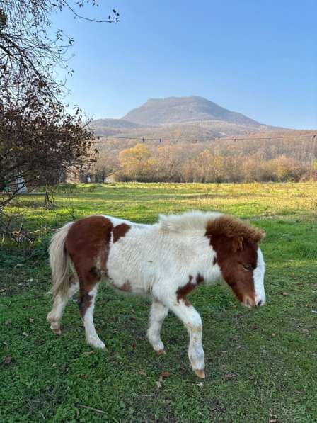 Пони кобылка