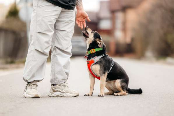 Маленькая собачка Дора в дар в Москве фото 5