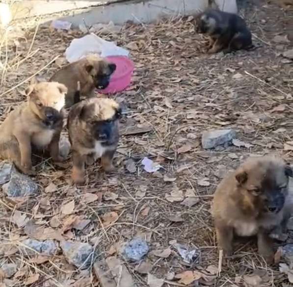 Щенки в добрые руки в Чите фото 3