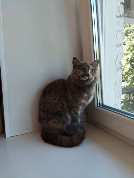 Кошечка ищет дом