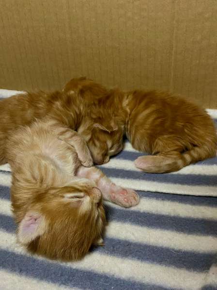 Котята Мей кун в Кургане