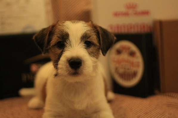 Щенок Джек Рассел терьер в Йошкар-Оле фото 10