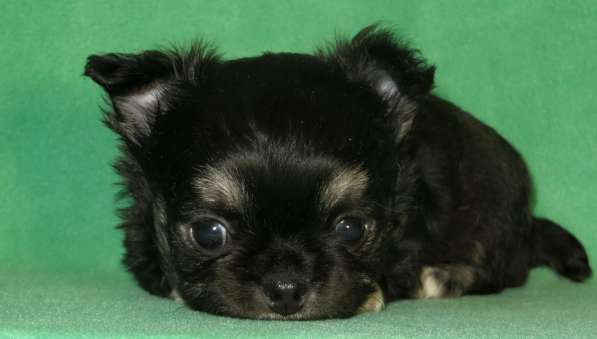 Чихуахуа мини мальчик ДШ в Санкт-Петербурге фото 3