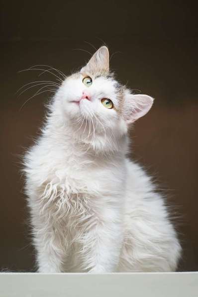 Ласковый красавчик Милош в самые добрые руки! в Москве фото 7