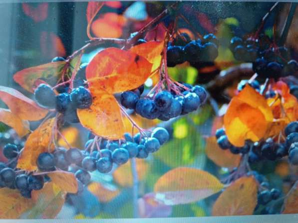 Куплю рябину черноплодную, калину оптом