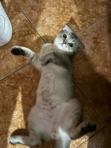 Котенок Британский, девочка в Москве
