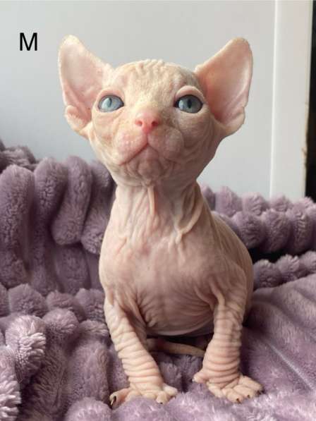 Канадский сфинкс в Москве