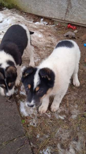 Маленькие хорошенькие хвостики в Санкт-Петербурге фото 17