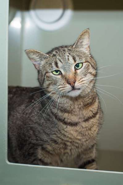 Вера - кошка с изюминкой в самые добрые руки! в Москве фото 5