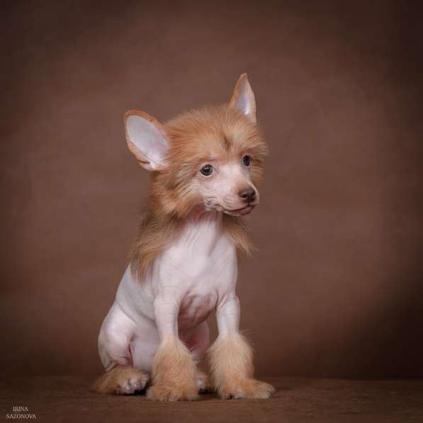 Голый мальчик Китайской хохлатой собаки в Москве