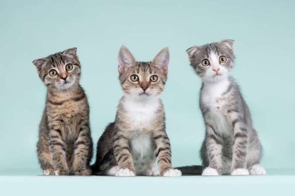 Вислоухие котята в добрые руки в Москве фото 3