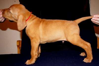 Замечательные щенки венгерской выжлы в Санкт-Петербурге