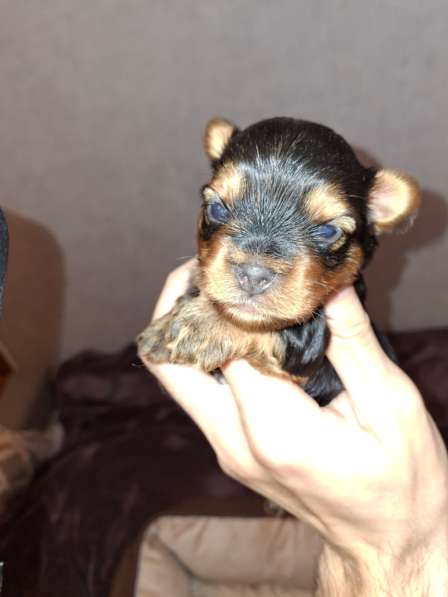 Чистокровные щенки Йоркширского Терьера в фото 12