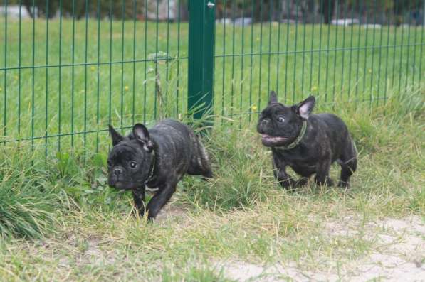 Французский бульдог подрощенные тигровые девочки в Москве фото 3