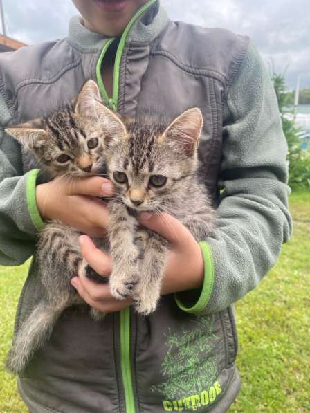 Котята