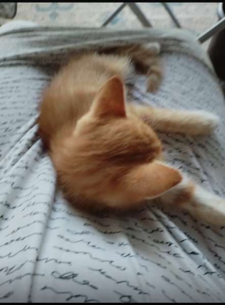 Одаём котёнка в добрые руки в Бийске фото 3