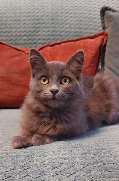 Красивая пушистая кошечка-подросток в Санкт-Петербурге фото 3