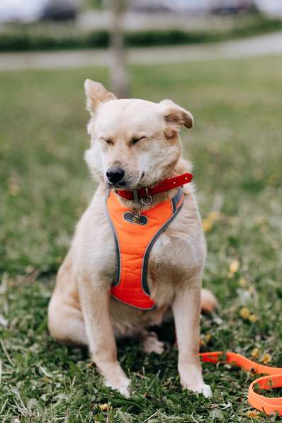 Собака Камилла ищет дом в Москве фото 6