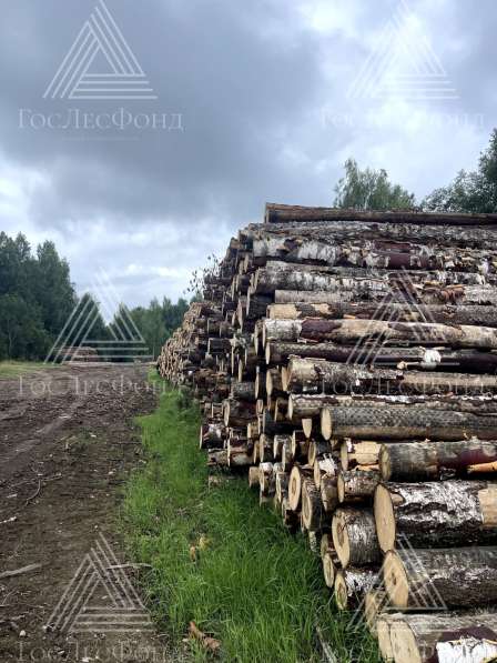 БРЕВНА БЕРЕЗОВЫЕ ДЛЯ ВЫРАБОТКИ ЛУЩЕНОГО ШПОНА (ГОСТ 9462-88) в Нижнем Новгороде фото 4