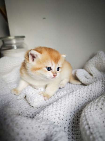 Британские котята в окрасе золотая шиншилла в фото 7