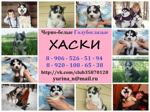 Щеночки Хаски мега очаровательные в Ярославле
