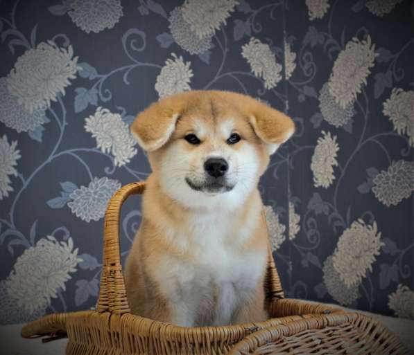 Щенки Акита-ину в Москве фото 12