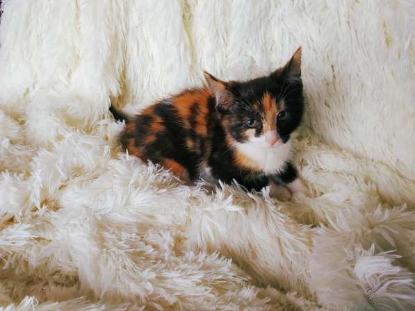 Трехцветный котенок, девочка ласкуша в Санкт-Петербурге фото 3