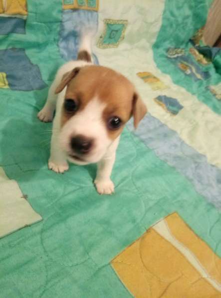 Щенки Джек Рассел терьер в Санкт-Петербурге фото 5