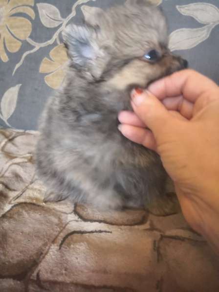 Мини-мишка девочка померанского шпица. Крошечная в фото 17