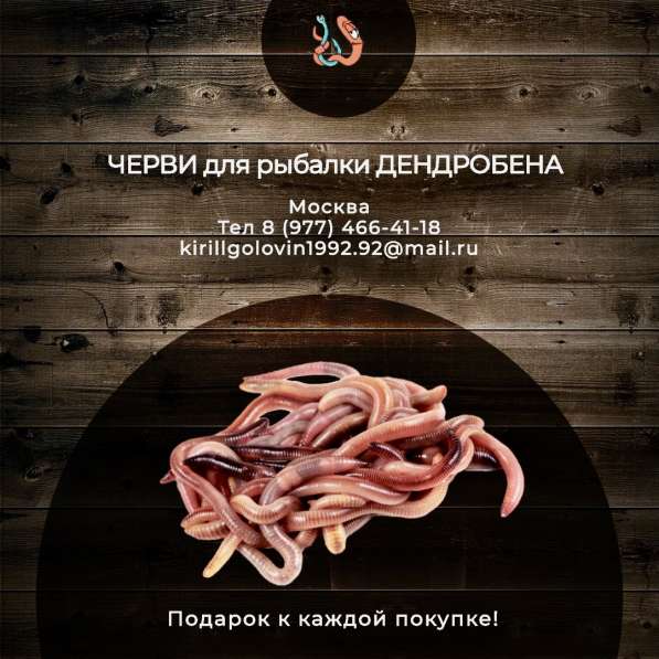 Черви дендробена в Москве фото 4