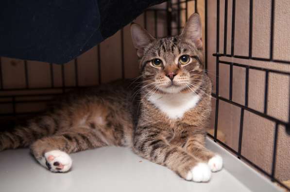 Кот Чук ждёт самых замечательных хозяев в Москве фото 5