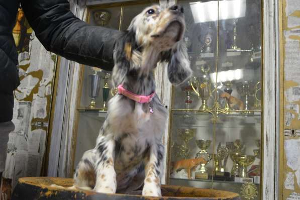 Английский сеттер щенки из элитного питомника в Москве фото 47