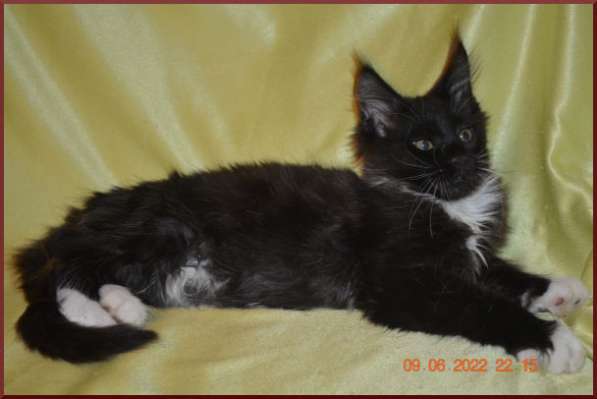 Роскошный черный котик мейн-кун из питомника в Астрахани фото 19