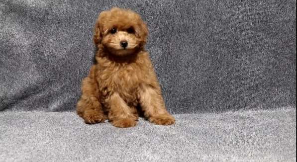 Poodle. Boy and girl's в 
