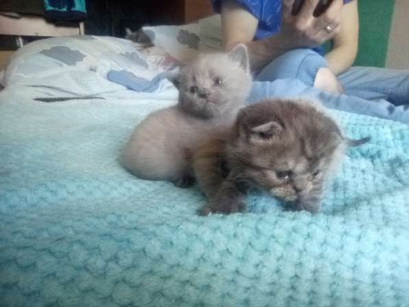 Шотландский денди скоттиш- страйт в Санкт-Петербурге фото 32