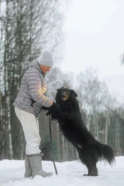 Изумительной красоты и воспитания пес в Санкт-Петербурге фото 9