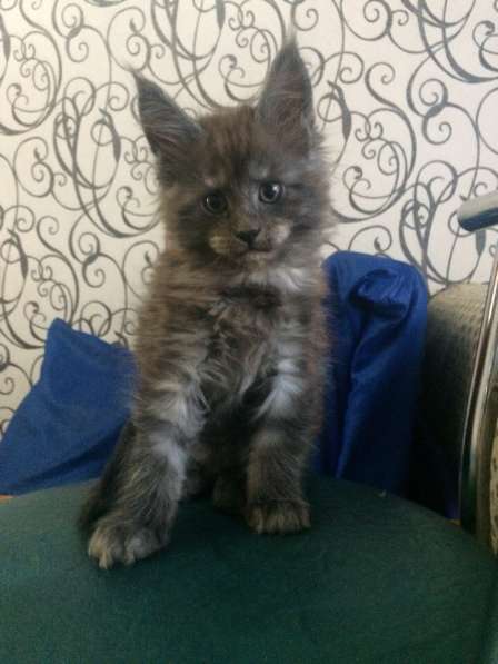 Котята мейн-кун в Санкт-Петербурге фото 7