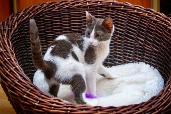 Великолепная котенок Куколка – прекрасная игруня ищет дом в Москве фото 7