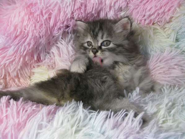 Котята!!! Открыты к резерву в фото 12